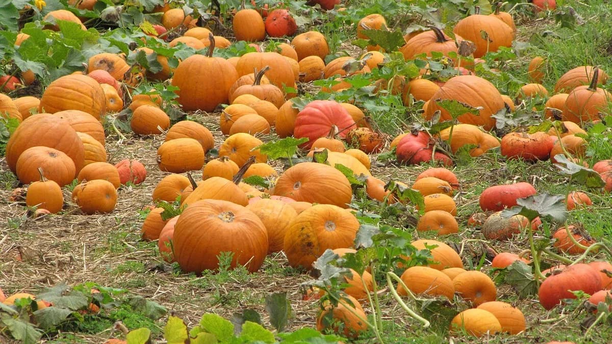 Vườn bí ngô Halloween miễn phí ở Ward Village