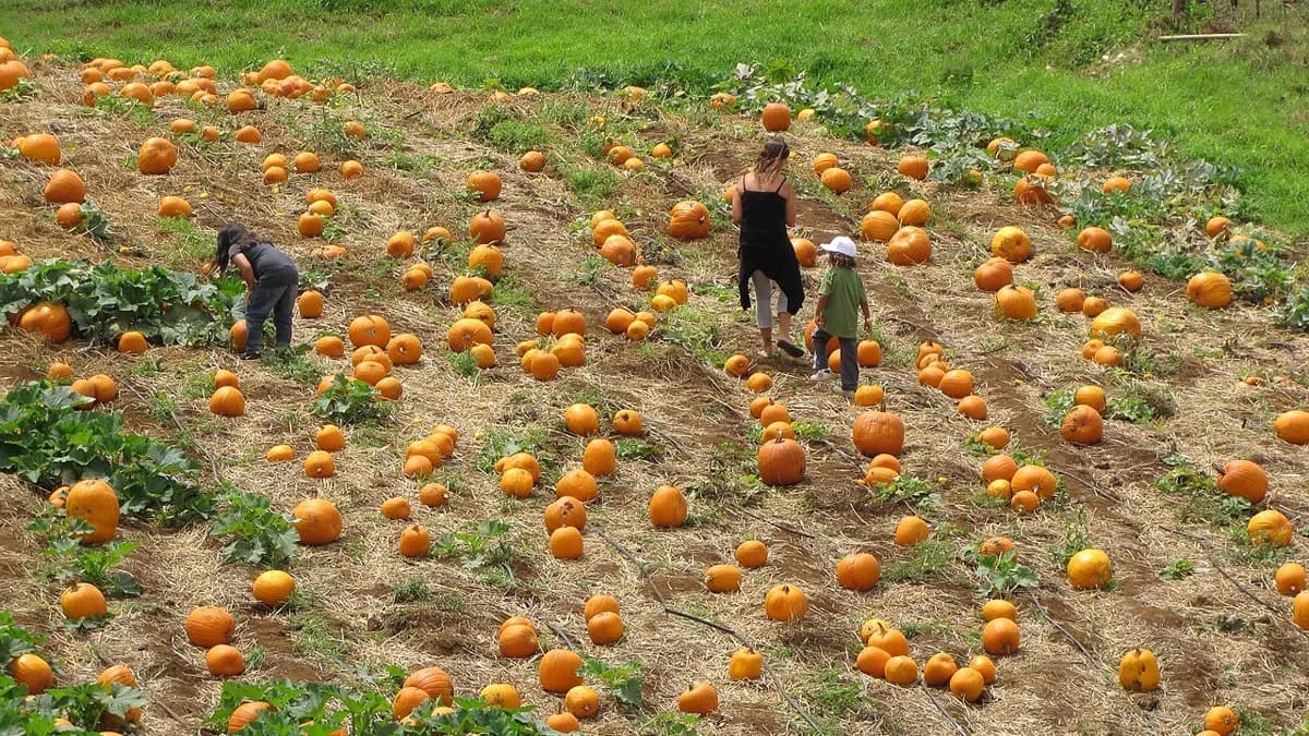 Thi hóa trang Halloween cho bé ở Ka Makana Ali'i, Kapolei